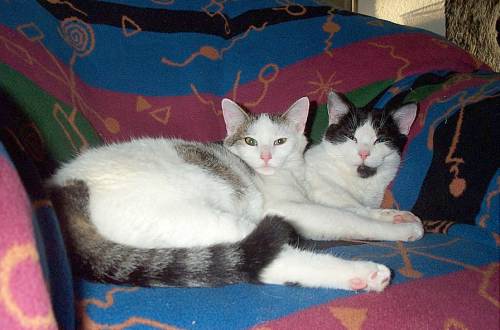 Schneewittchen + Felix