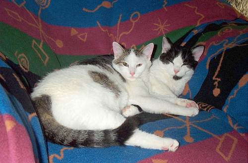Schneewittchen + Felix